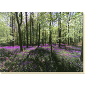 Lavender Forest